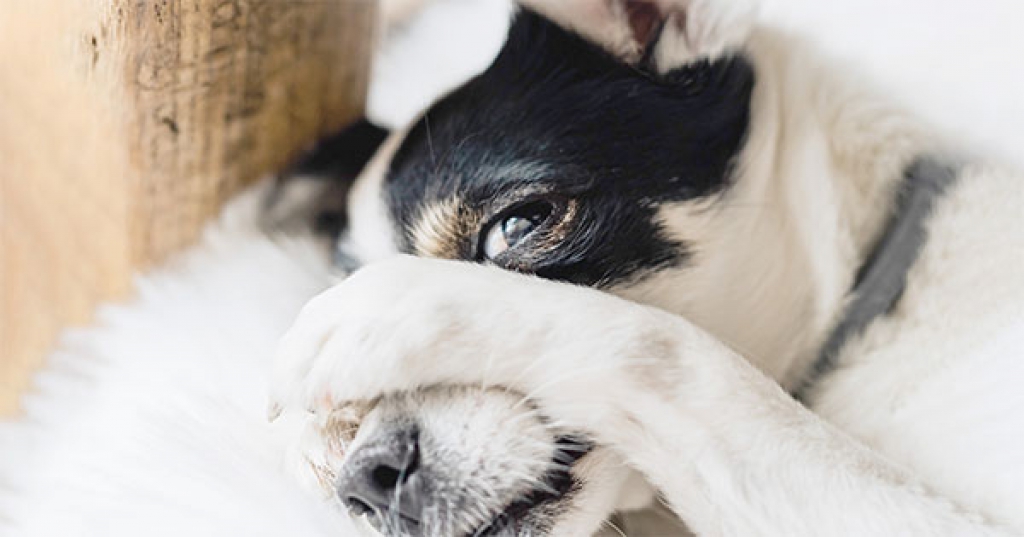 Dégâts causés par votre chien : assuré ou non ?